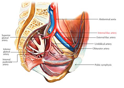 Internal Iliac Artery – Earth's Lab