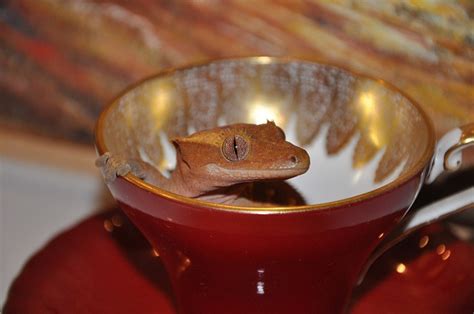 Troubleshooting Gecko Breeding Issues: A Comprehensive Guide - GeckoSavvy