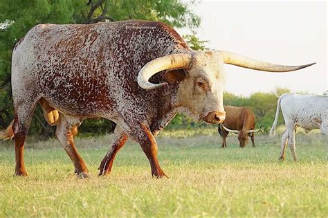 15 Awesome Reasons Why Ranchers Raise Texas Longhorn Cattle