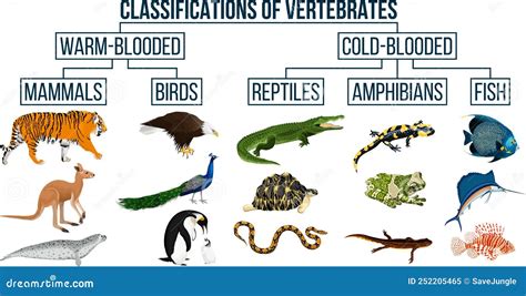 Classification Of Vertebrates Animals. Mammals, Birds, Reptiles, Amphibians, Fish. Cartoon ...