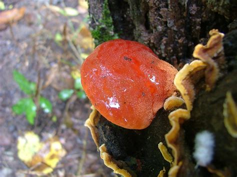 Mushroom Lingzhi Hegyese - Free photo on Pixabay - Pixabay