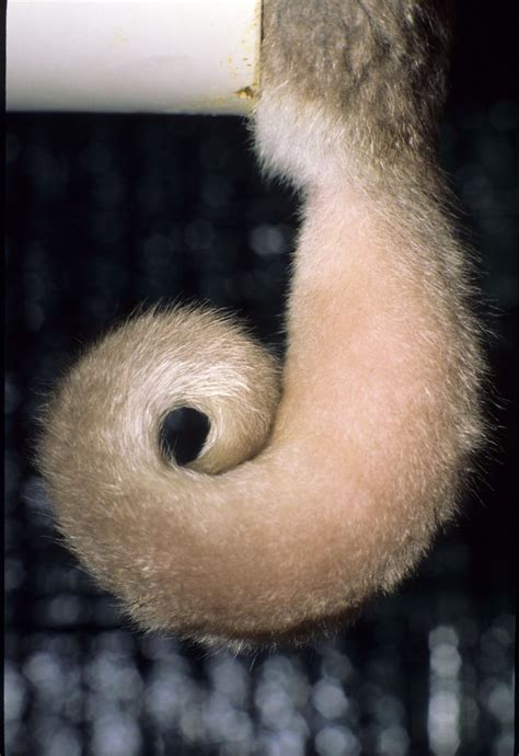 Fat-tailed Dwarf Lemur - Duke Lemur Center