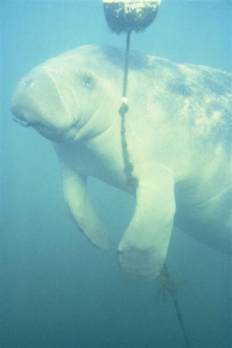 Free picture: manatee, marine mammals, underwater