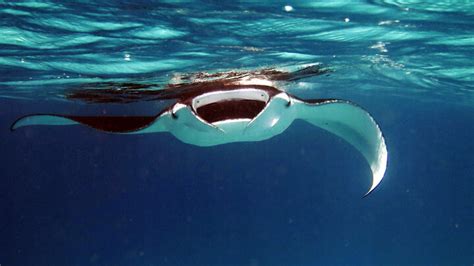 Best Manta Ray Night Snorkel Snorkeling Review | Kailua-Kona, Big Island