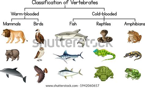 Diagram Showing Classification Vertebrates Illustration Stock Vector (Royalty Free) 1942060657 ...