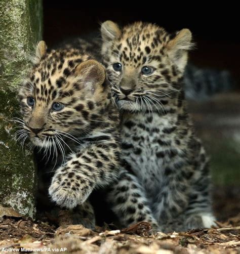 Two male Amur Leopard Cubs step outside for the 1st time since being born at Marwell Zoo ...