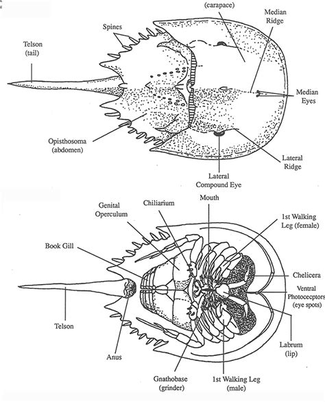 Untitled Page [bioclass.cos.ncsu.edu]