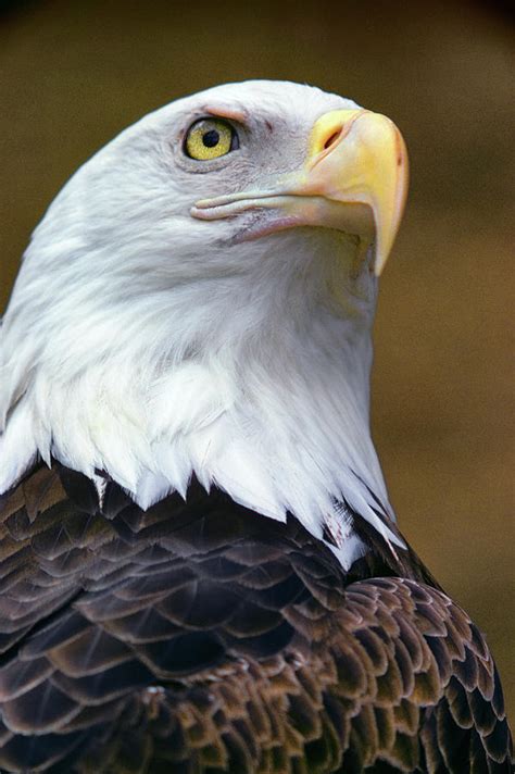 Head Of American Bald Eagle Haliaeetus Photograph by Animal Images ...