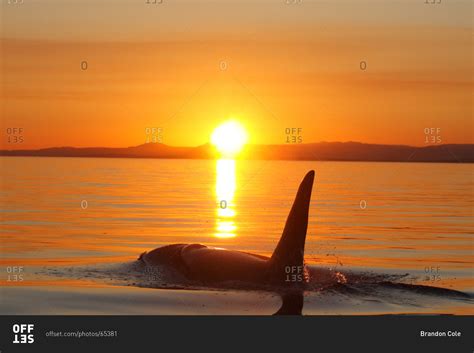 Orca whale (Orcinus orca) adult male killer whale at sunset stock photo ...