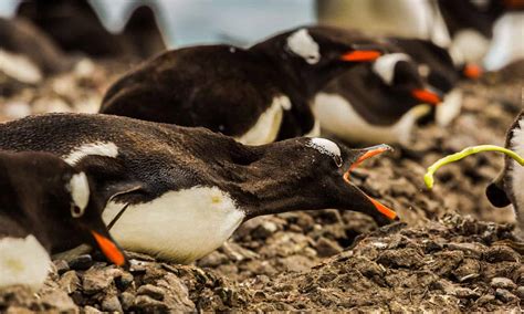 Penguin Poop: Everything You've Ever Wanted to Know - A-Z Animals