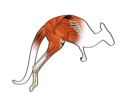 Kangaroo Muscle Structure