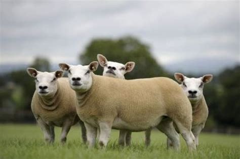 Texel Sheep Breed Information, History & Facts - RaisingSheep.net