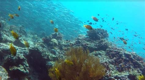 Mabul and Kapalai Island Snorkeling Tour - Klook Canada