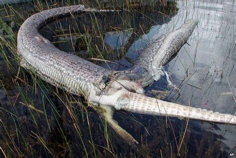 Who, What, Why: How does a snake eat a crocodile? - BBC News