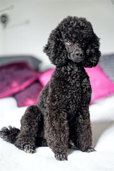 Poodle Colors: Learn All The Color Options (QUICK READ)