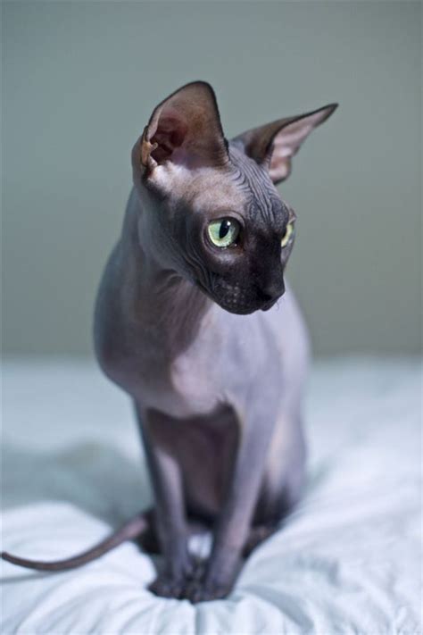 Cat Breeds Sphynx - Dogs And Cats Wallpaper