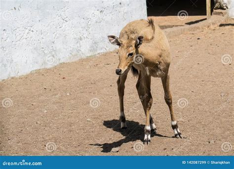 Blue Bull Nilgai Antelope Juvenile Stock Image - Image of enclosure ...