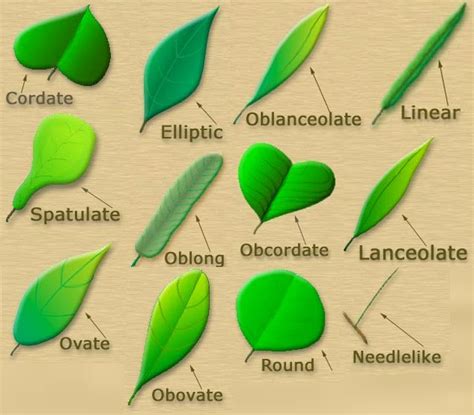 DENDROLOGI: BANGUN BENTUK HELAI DAUN (Circumscriptio)