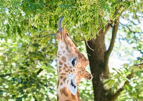 An overview of the zoo | Basel Zoo