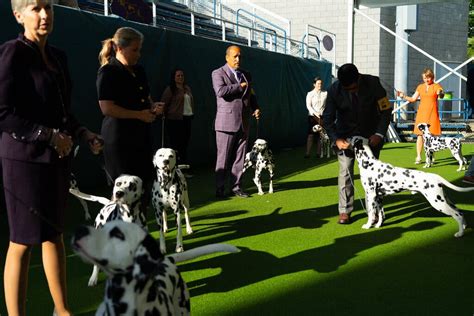 Westminster Dog Show 2023: Photos From Behind the Scenes - The New York ...