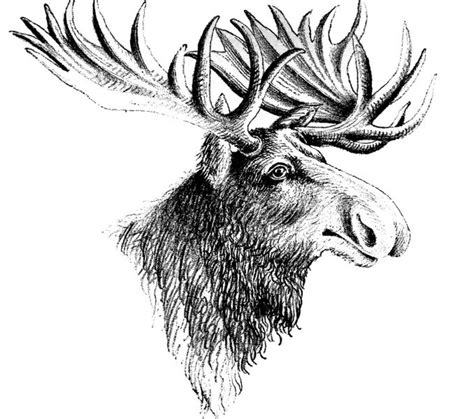 Moose Drawing Face