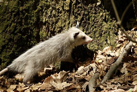 The Truth About Opossums - City Wildlife