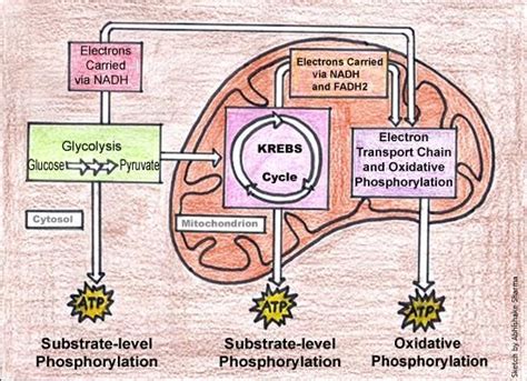 Cellular Respiration Diagram Mitochondria Simple