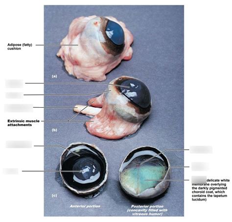 anatomy cow eye Diagram | Quizlet
