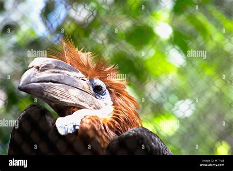 Female Black Casqued Hornbill Stock Photo - Alamy