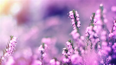 Lavender Flowers HD wallpaper | HD Latest Wallpapers