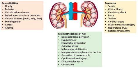 Pathophysiology Of Acute Kidney Injury - vrogue.co