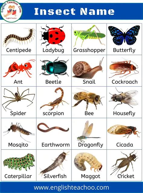 List of all Insects Name in English with Pictures 1 | Insects names, Colors name in english, Insects