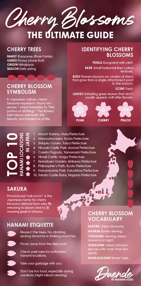 Cherry Blossoms Meaning & Symbolism - The Ultimate Guide | Cherry blossom japan, Cherry blossom ...