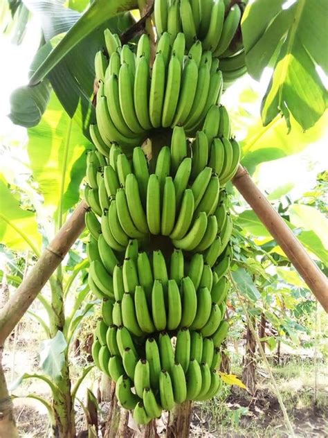 Cara Mematangkan Pisang Cavendish yang Baik dan Benar - Tips Petani