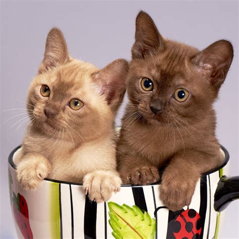 Burmese Cat Personality: Everything that Makes them Special – Petsmont