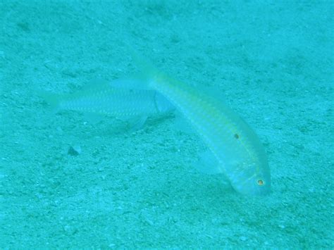 タカサゴヒメジ 沖縄の魚図鑑