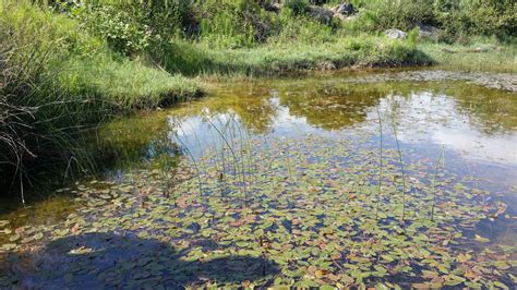 Aquatic Macrophytes