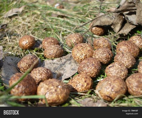 Rabbit Poop Found Image & Photo | Bigstock