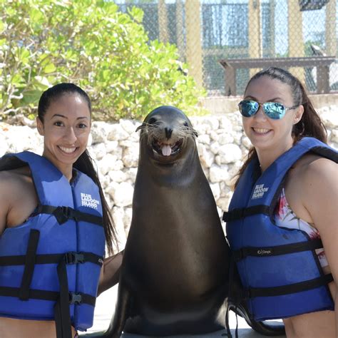 The Sea Lion Encounter at Blue Lagoon | The Bahamas