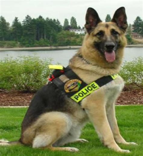 German Shepherd dogs and puppies: German Shepherd police dog