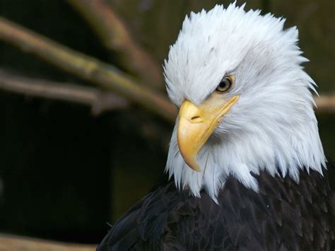 Bald Eagle - Alaska | Please take the time to look at some o… | Flickr