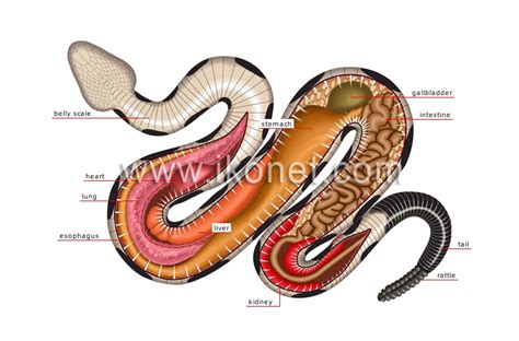 animal kingdom > reptiles > snake > anatomy of a venomous snake image - Visual Dictionary