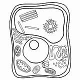 Plant And Animal Cell Coloring Page Tammy Morehouse / 20  sketch template