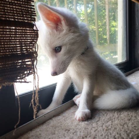 The Internet’s Cutest Snow-White Fox Is Growing Up | Bored Panda