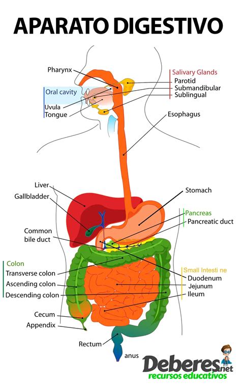 Aparato digestivo