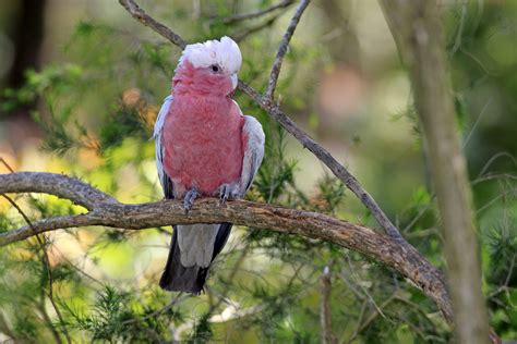 Australian Pink Parrots