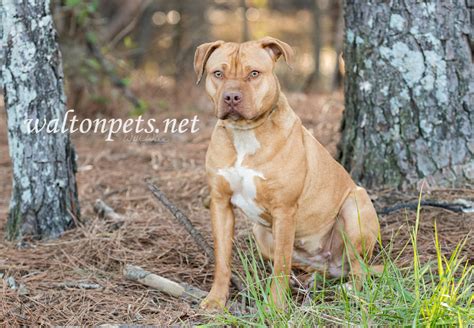 Pregnant Pitbull Rescue Photo Blog - WILLIAM WISE PHOTOGRAPHY