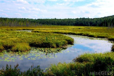 Wetlands management in India - iPleaders