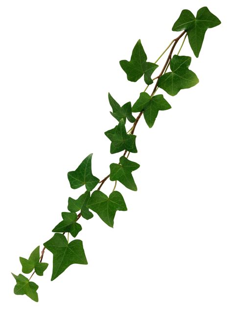 Free HD Leaves PNG Format