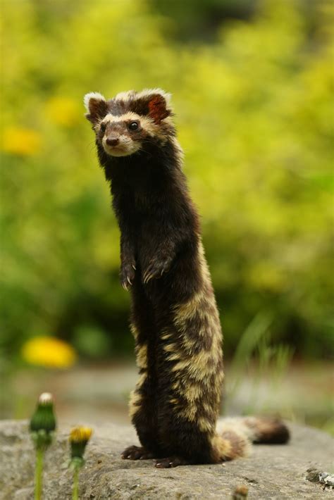 Marbled polecat (Vormela peregusna). Zoologischer Garten Magdeburg ...